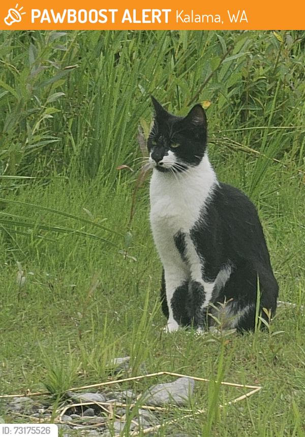 Found/Stray Unknown Cat last seen Kalama river road, Kalama, WA 98625