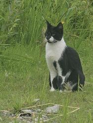 Found/Stray Unknown Cat last seen Kalama river road, Kalama, WA 98625