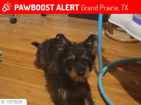 Lost Male Dog last seen Belt Line, Grand Prairie, TX 75052