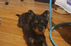 Lost Male Dog last seen Belt Line, Grand Prairie, TX 75052