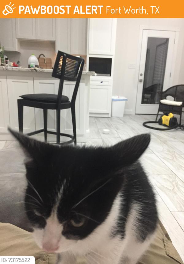 Found/Stray Female Cat last seen Freedom Way, Fort Worth, TX 76244