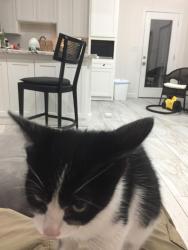 Found/Stray Female Cat last seen Freedom Way, Fort Worth, TX 76244