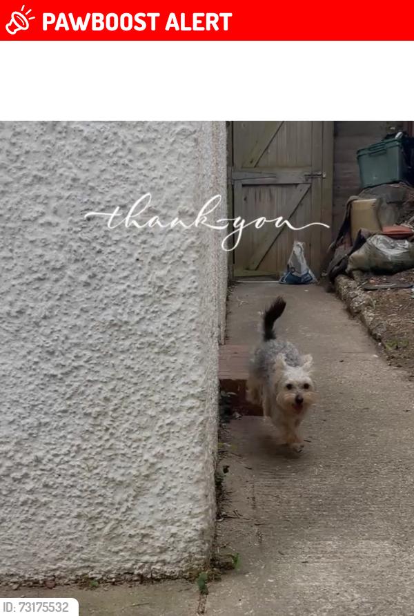 Lost Male Dog last seen Waddon way Croydon, Greater London, England 