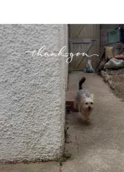 Lost Male Dog last seen Waddon way Croydon, Greater London, England 