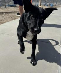 Reunited Female Dog last seen Near W Pico Canyon Rd, Stevenson Ranch, CA 91381, USA, Stevenson Ranch, CA 91381