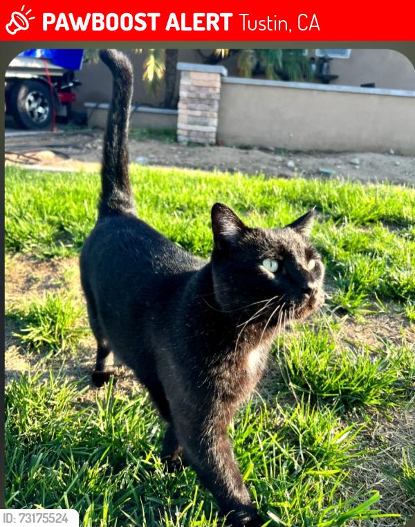 Lost Male Cat last seen Prospect, Tustin, CA 92780