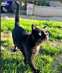 Lost Male Cat last seen Prospect, Tustin, CA 92780