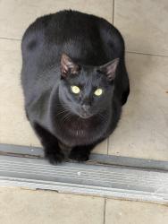 Lost Male Cat last seen Comunidad angelin, Land O' Lakes, FL 34638