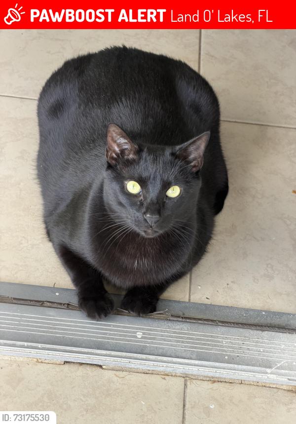 Lost Male Cat last seen Comunidad angelin, Land O' Lakes, FL 34638