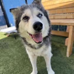 Shelter Stray Female Dog last seen , 12910 Yukon Ave, Hawthorne, CA 90250, USA