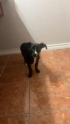 Reunited Female Dog last seen Clay Mathis road, Mesquite, TX 75181