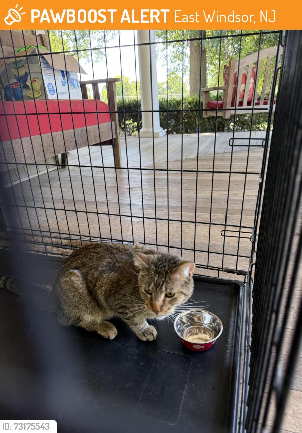 Found/Stray Unknown Cat last seen Near millstone twp border, East Windsor, NJ 08520