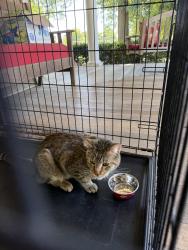 Found/Stray Unknown Cat last seen Near millstone twp border, East Windsor, NJ 08520