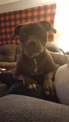 Lost Female Dog last seen Houser farm, Vale, NC 28168