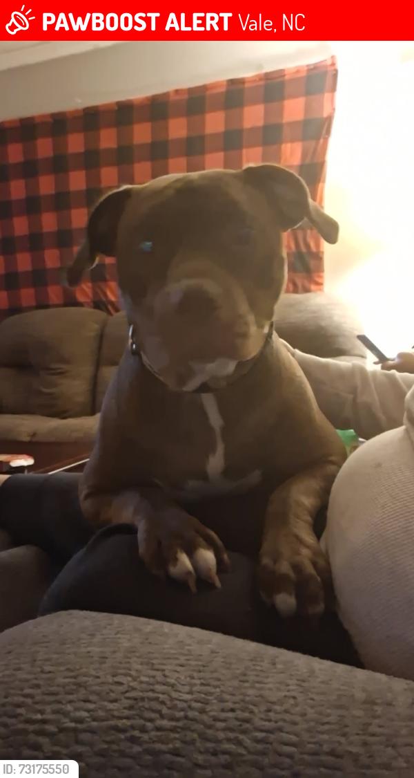 Lost Female Dog last seen Houser farm, Vale, NC 28168