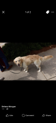 Lost Male Dog last seen Highway 190, Livingston, LA 70754
