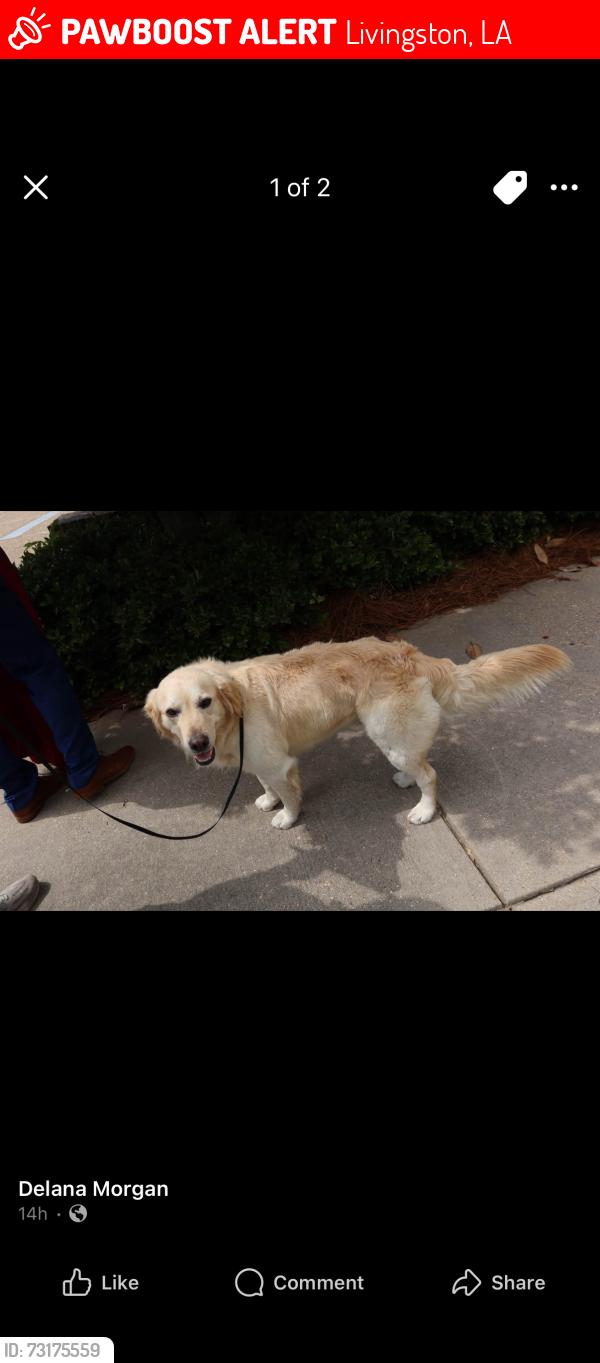Lost Male Dog last seen Highway 190, Livingston, LA 70754