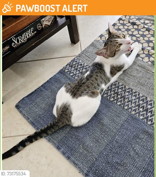 Found/Stray Male Cat last seen SW 104 St and SW 117 Ave, Miami-Dade County, FL 33186