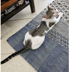 Found/Stray Male Cat last seen SW 104 St and SW 117 Ave, Miami-Dade County, FL 33186