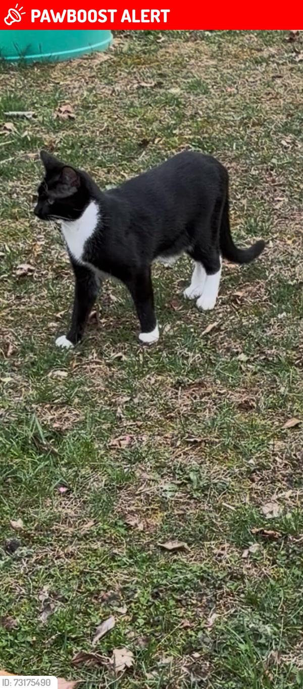 Lost Male Cat last seen Forrest lane and court hse, Spotsylvania Courthouse, VA 22407