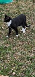 Lost Male Cat last seen Forrest lane and court hse, Spotsylvania Courthouse, VA 22407