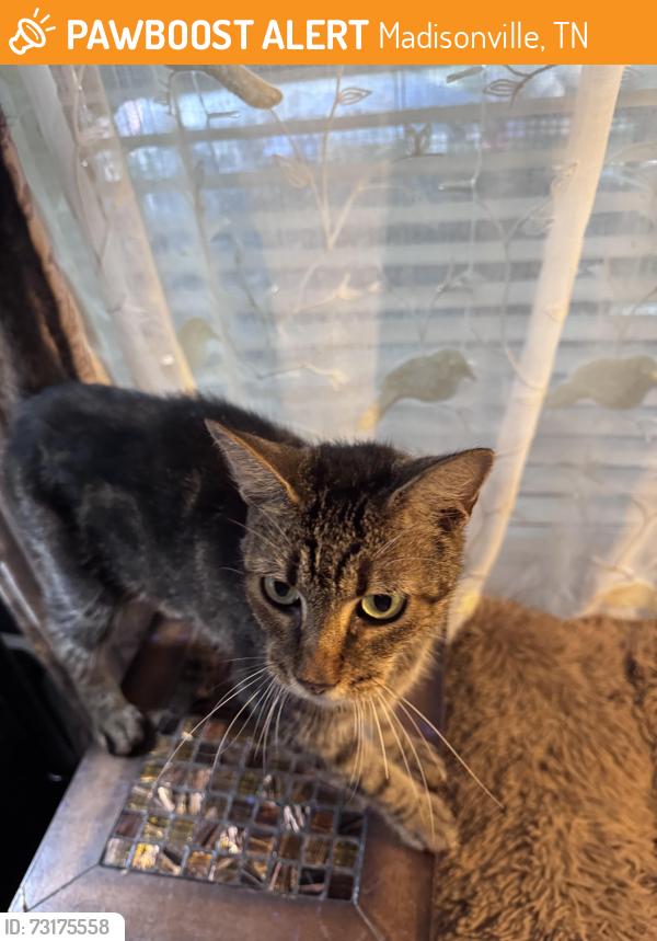 Found/Stray Female Cat last seen Notchey Creek Volunteer Fire Department, Madisonville, TN 37354