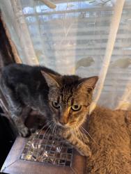 Found/Stray Female Cat last seen Notchey Creek Volunteer Fire Department, Madisonville, TN 37354
