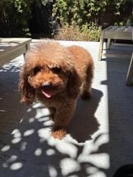 Reunited Female Dog last seen :aguna and Geary, San Francisco, CA 94115