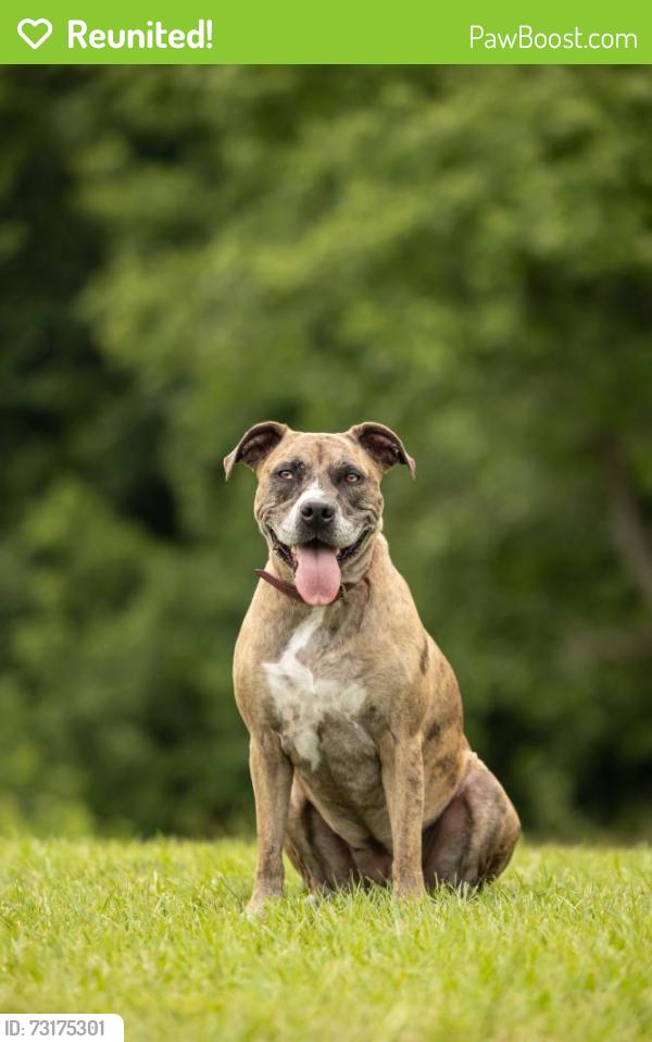 Reunited Female Dog last seen Near and baker farm drive, Franklin County, NC 27596