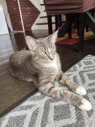 Reunited Male Cat last seen Menard and Davis, Morton Grove, IL 60053