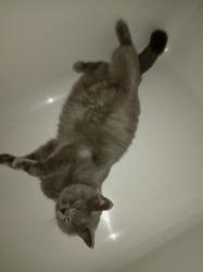 Lost Female Cat last seen Sharply drive east leake, East Leake, England 