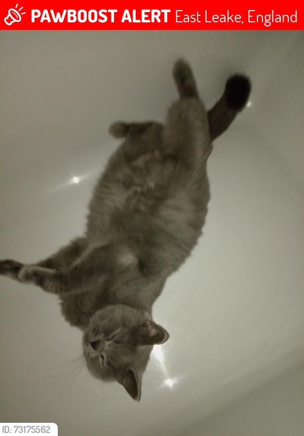 Lost Female Cat last seen Sharply drive east leake, East Leake, England 