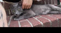 Lost Male Cat last seen turnpike rd, Portsmouth, VA 23707