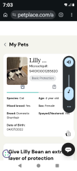 Lost Female Cat last seen 7th n Trapp, Sioux Falls, SD 57104