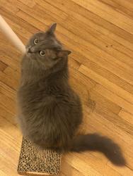 Lost Female Cat last seen Between Port Washington blvd and Orchard Street, Port Washington, NY 11050