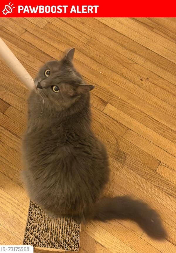 Lost Female Cat last seen Between Port Washington blvd and Orchard Street, Port Washington, NY 11050