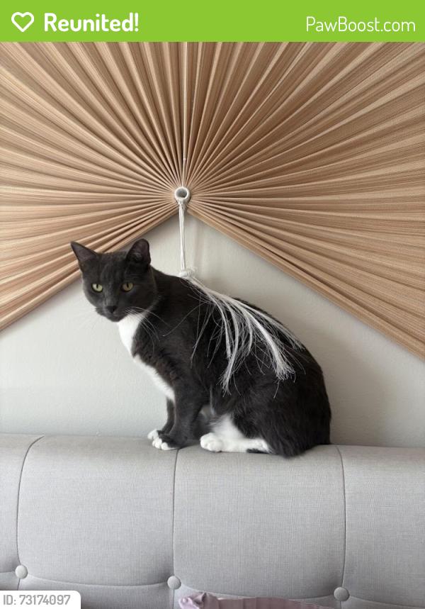Reunited Male Cat last seen 21st and Grand View Ave, San Francisco, CA 94114