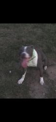 Reunited Male Dog last seen Mcdougal dr, Fayetteville, NC 28304
