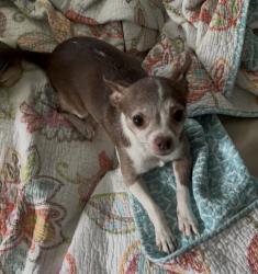 Reunited Male Dog last seen Near East Par Street Orlando Florida, Orlando, FL 32804