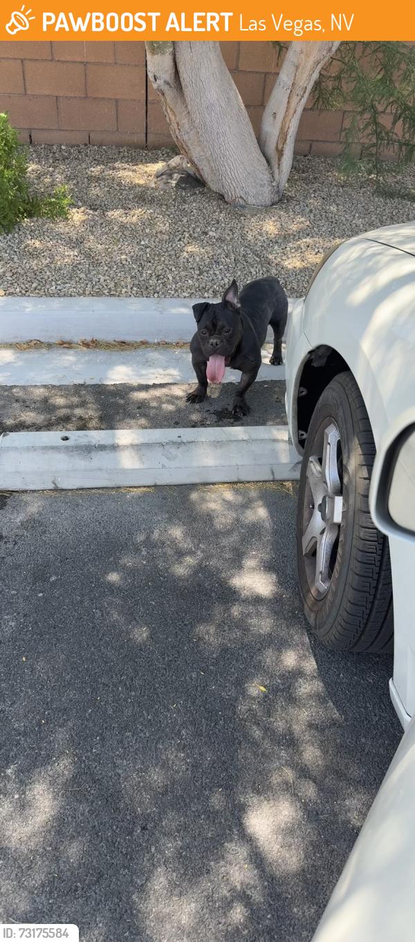 Found/Stray Female Dog last seen Martín Luther King/Washington, Las Vegas, NV 89106