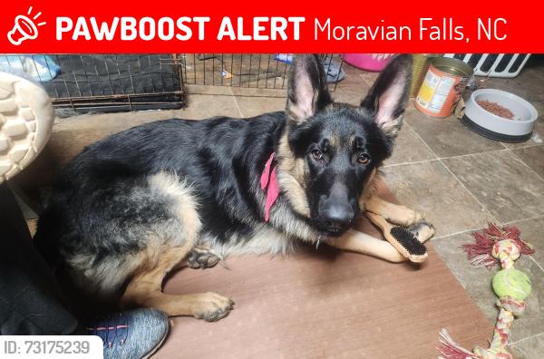 Lost Male Dog last seen Near e brocktown rd, Moravian Falls, NC 28654