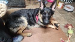 Lost Male Dog last seen Near e brocktown rd, Moravian Falls, NC 28654