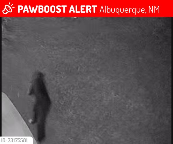 Lost Unknown Cat last seen Winridge - Neighborhood, Albuquerque, NM 87111