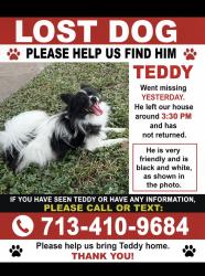 Lost Male Dog last seen Near hevenridge dr, Houston, TX 77083
