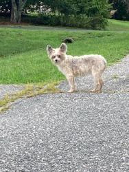 Reunited Male Dog last seen Hwy 66 and Twin Oaks Drive, King, NC 27021