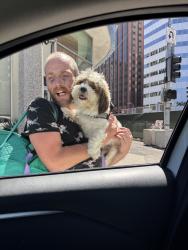 Found/Stray Unknown Dog last seen Westwood, Los Angeles, CA 90025