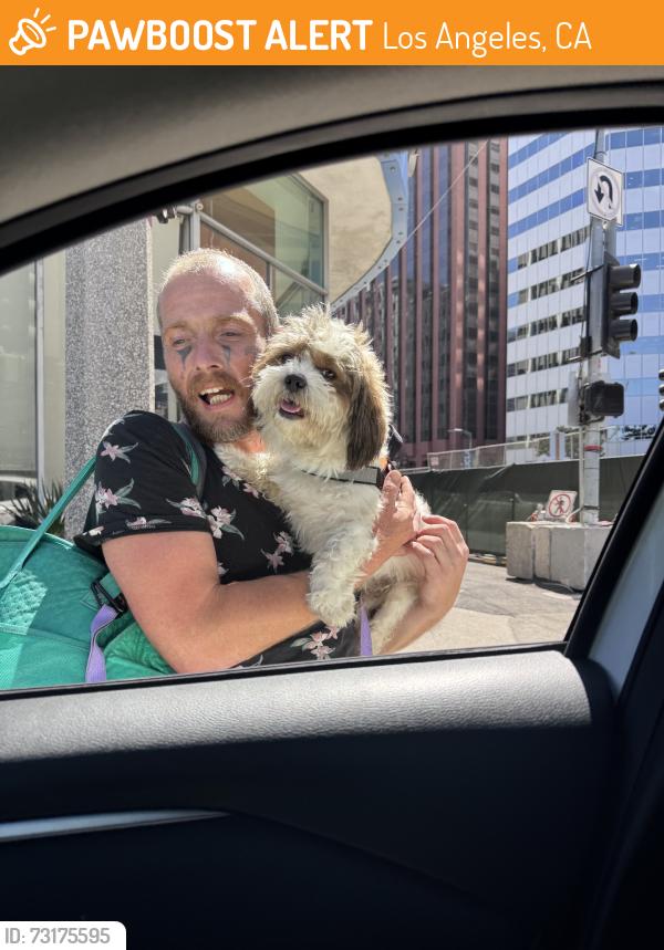 Found/Stray Unknown Dog last seen Westwood, Los Angeles, CA 90025
