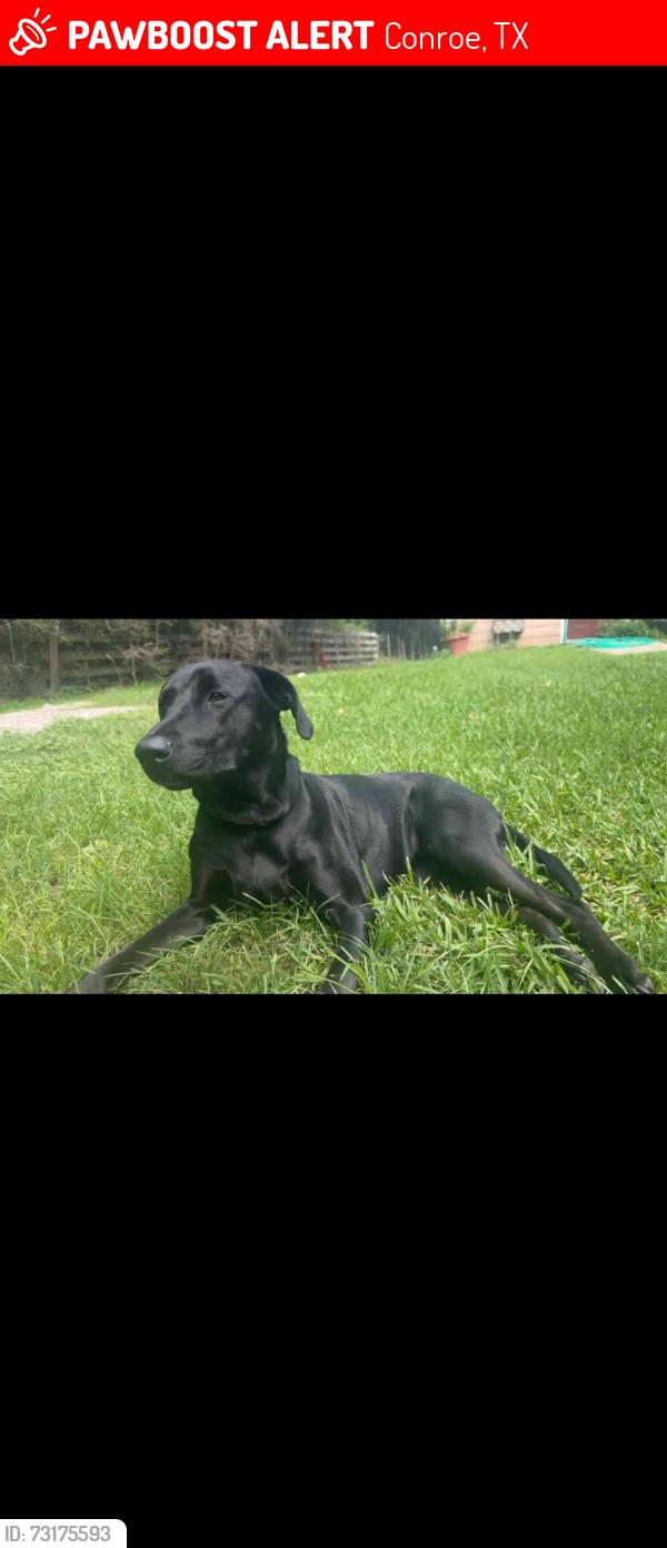 Lost Female Dog last seen Willis Waukegan, Conroe, TX 77303