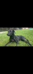 Lost Female Dog last seen Willis Waukegan, Conroe, TX 77303