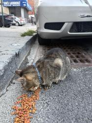 Found/Stray Unknown Cat last seen 103rd st and 52nd ave, Queens, NY 11368